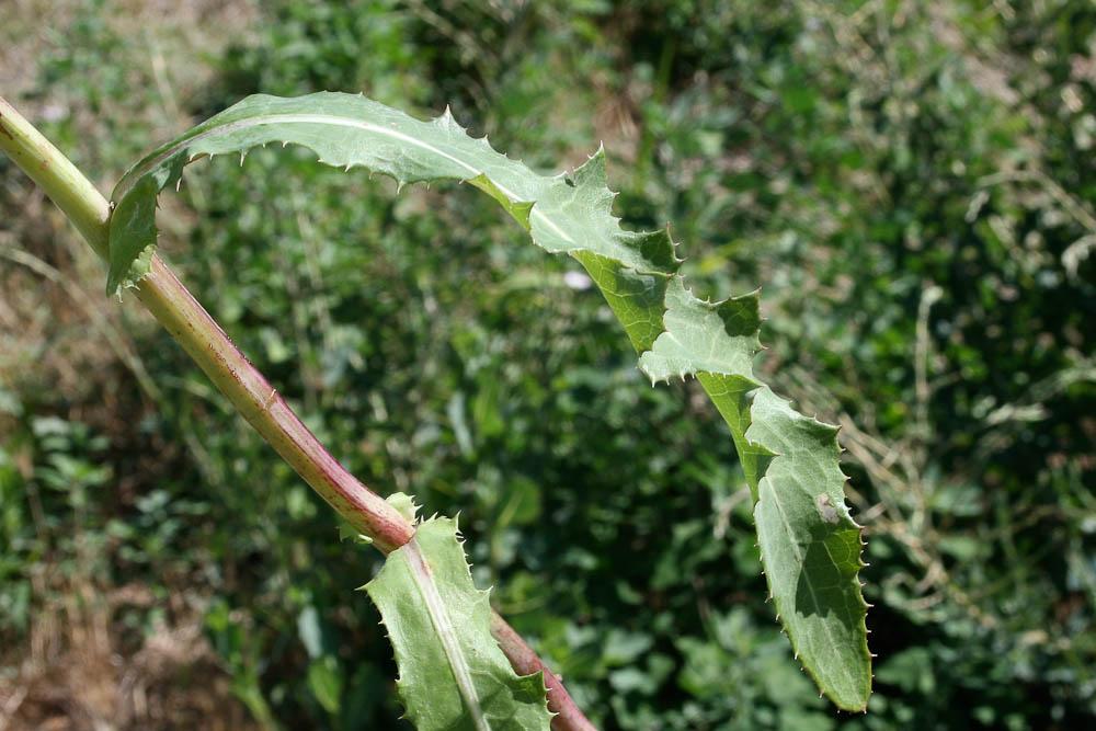 Laiteron des champs Sonchus arvensis L., 1753