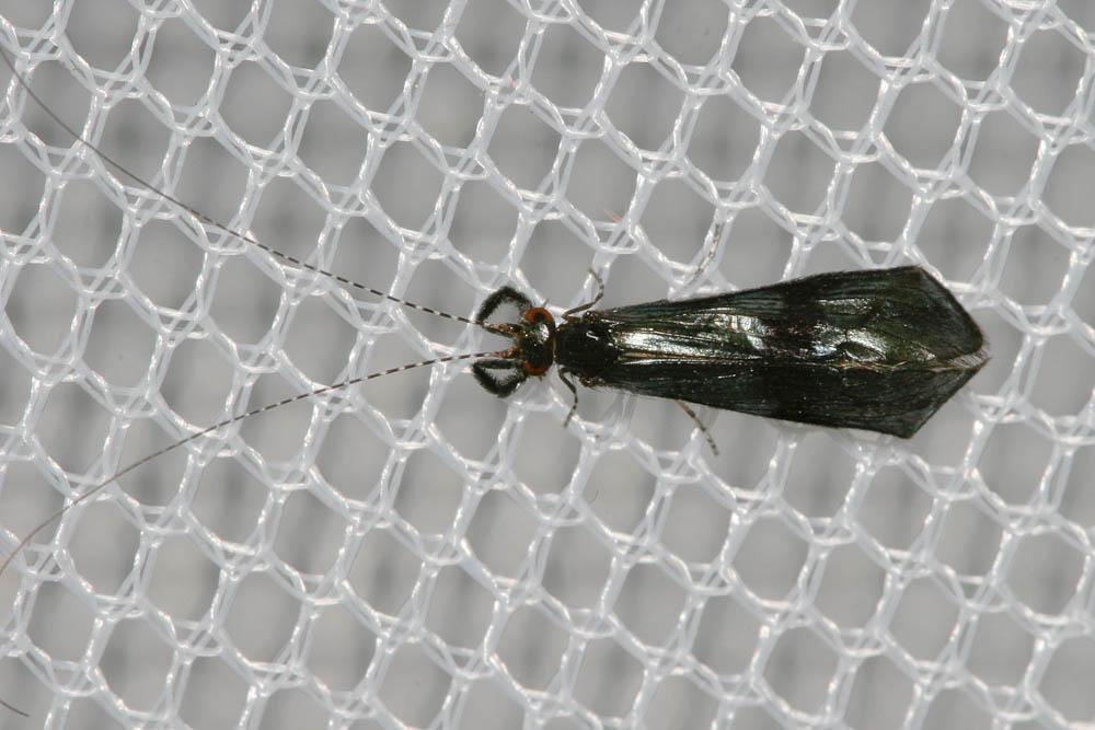 Mystacides azureus (Linnaeus, 1760)