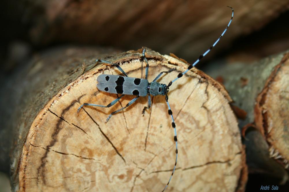 Rosalie des Alpes Rosalia alpina (Linnaeus, 1758)