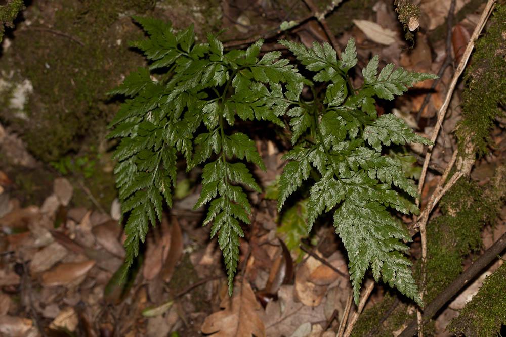 Doradille des ânes, Asplénium Onoptéris Asplenium onopteris L., 1753