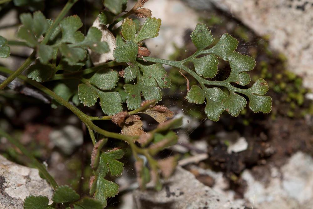 La Doradille rue des murailles, Rue des murailles Asplenium ruta-muraria L., 1753