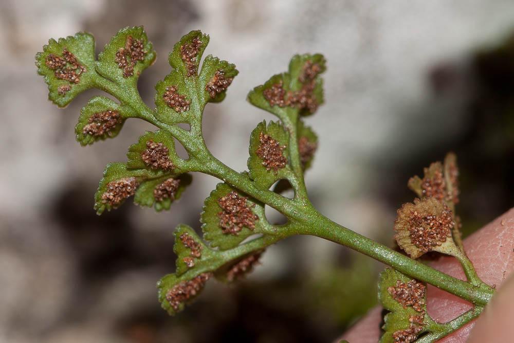 Doradille rue des murailles, Rue des murailles Asplenium ruta-muraria L., 1753
