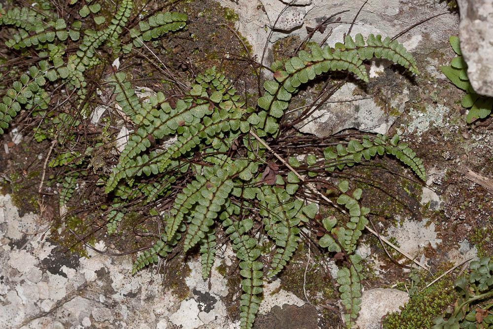 Capillaire des murailles, Fausse capillaire, Capil Asplenium trichomanes L., 1753