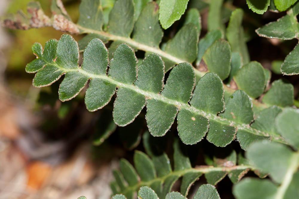 Cétérach Asplenium ceterach L., 1753