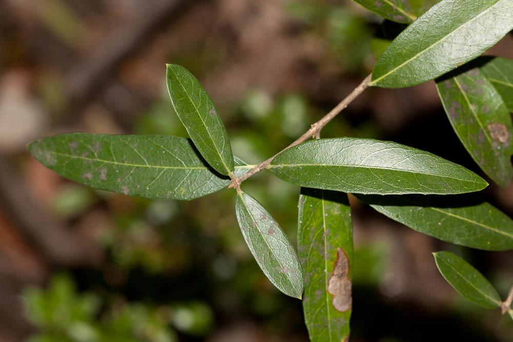 Troëne, Raisin de chien Ligustrum vulgare L., 1753
