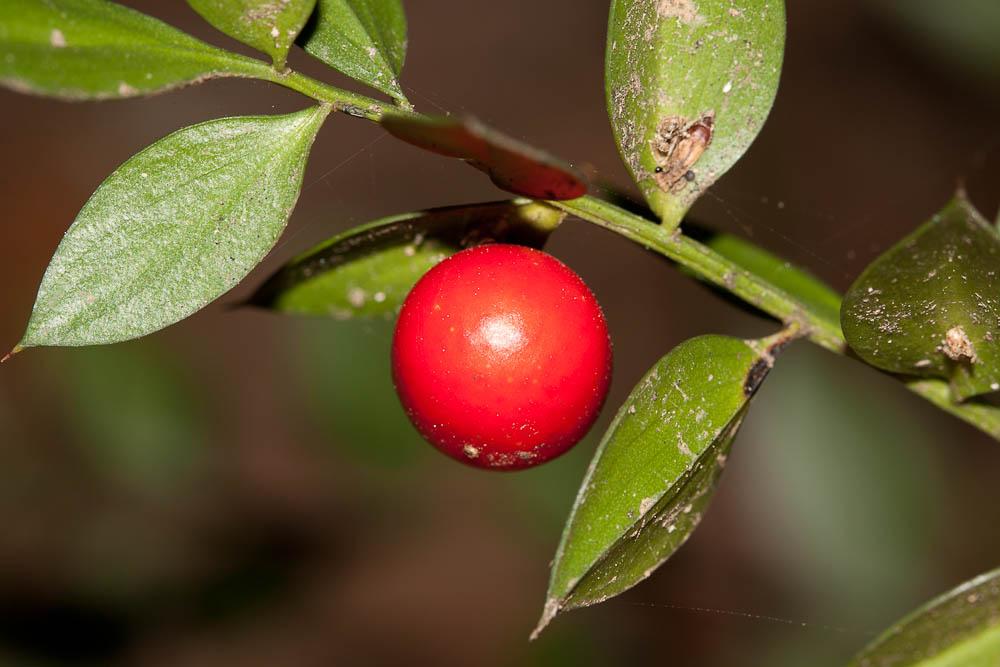 Fragon, Petit houx, Buis piquant Ruscus aculeatus L., 1753