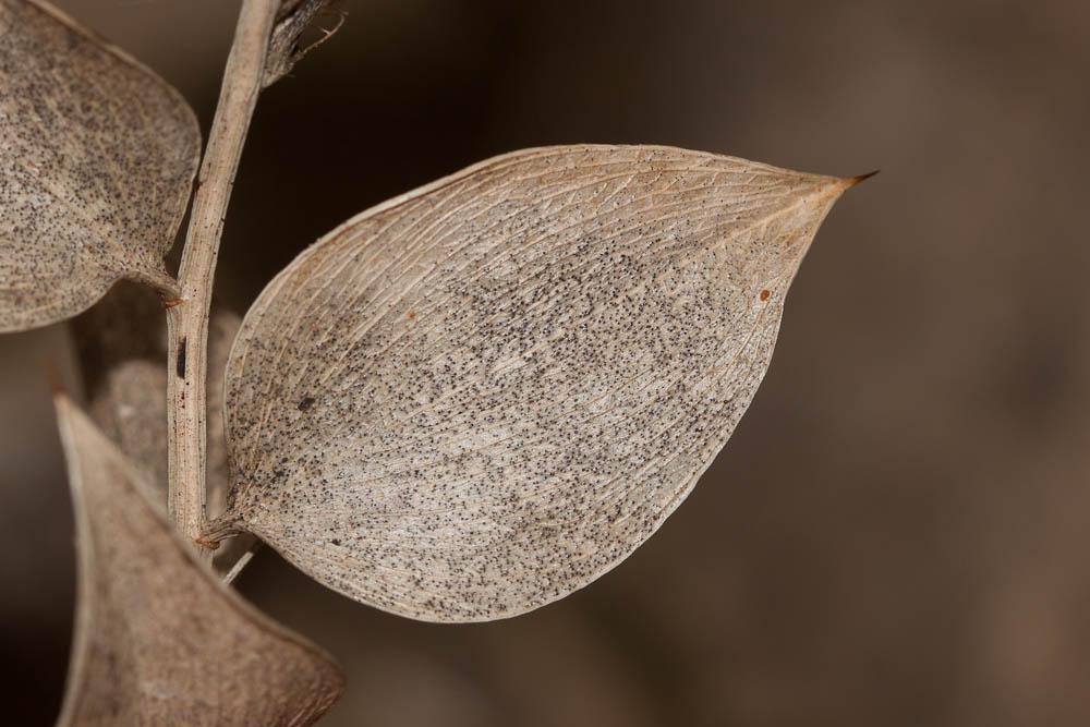 Fragon, Petit houx, Buis piquant Ruscus aculeatus L., 1753