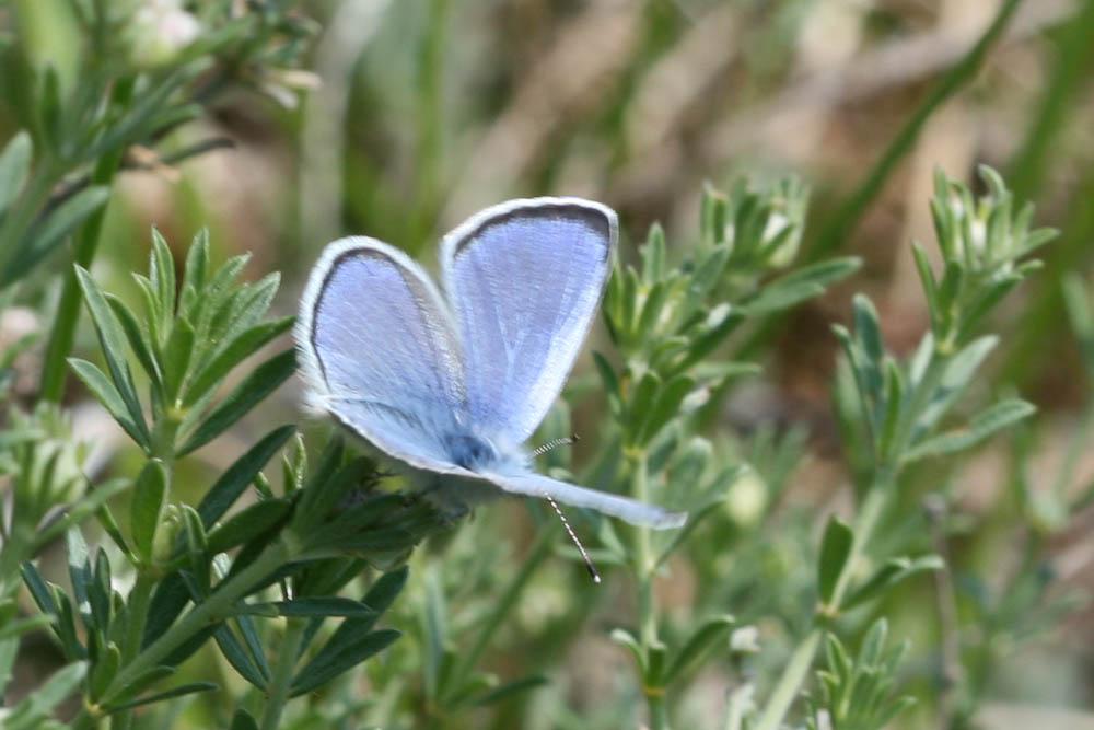 Azuré des Cytises (L') Glaucopsyche alexis (Poda, 1761)