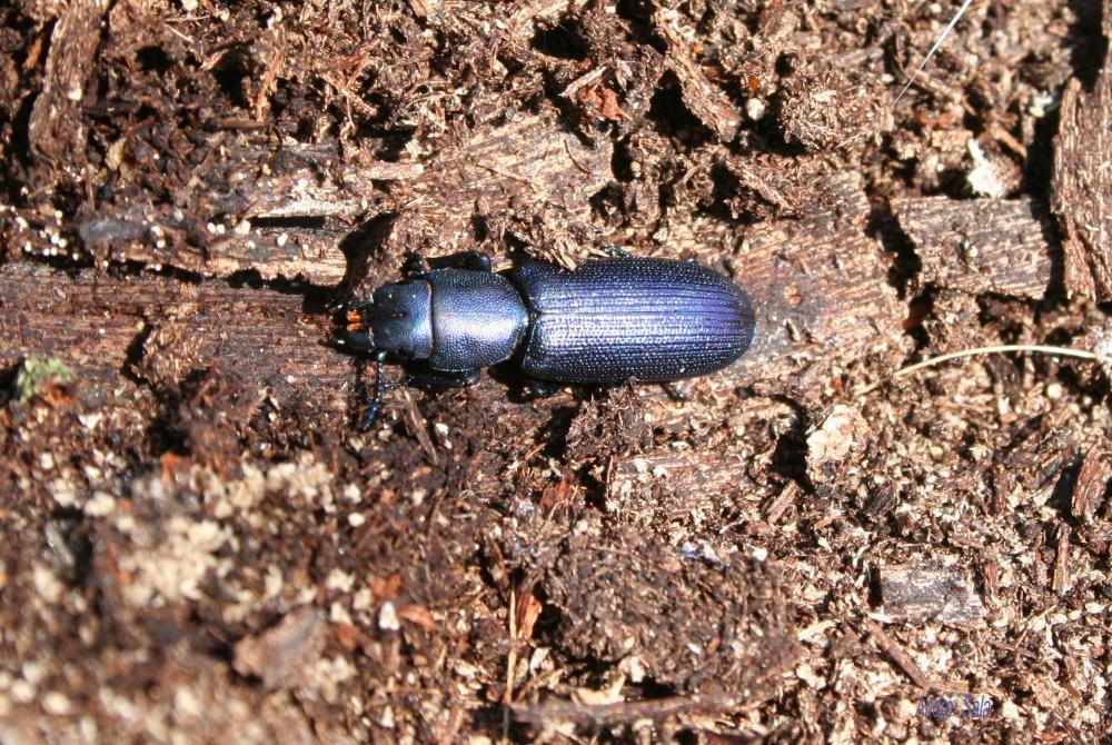 Temnochile bleu Temnoscheila caerulea (Olivier, 1790)