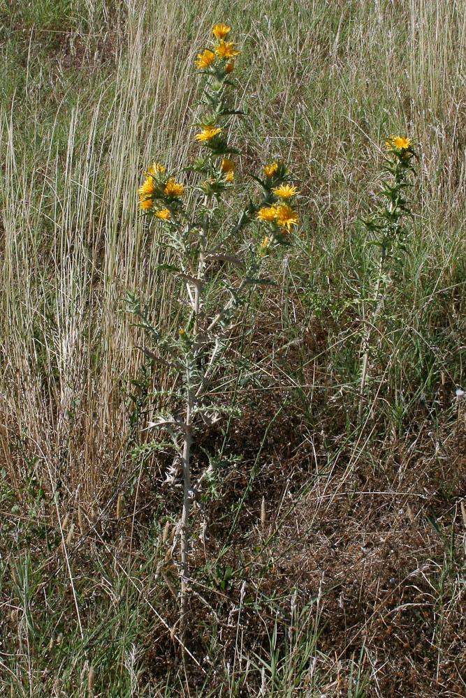 Scolyme d'Espagne, Chardon d'Espagne Scolymus hispanicus L., 1753