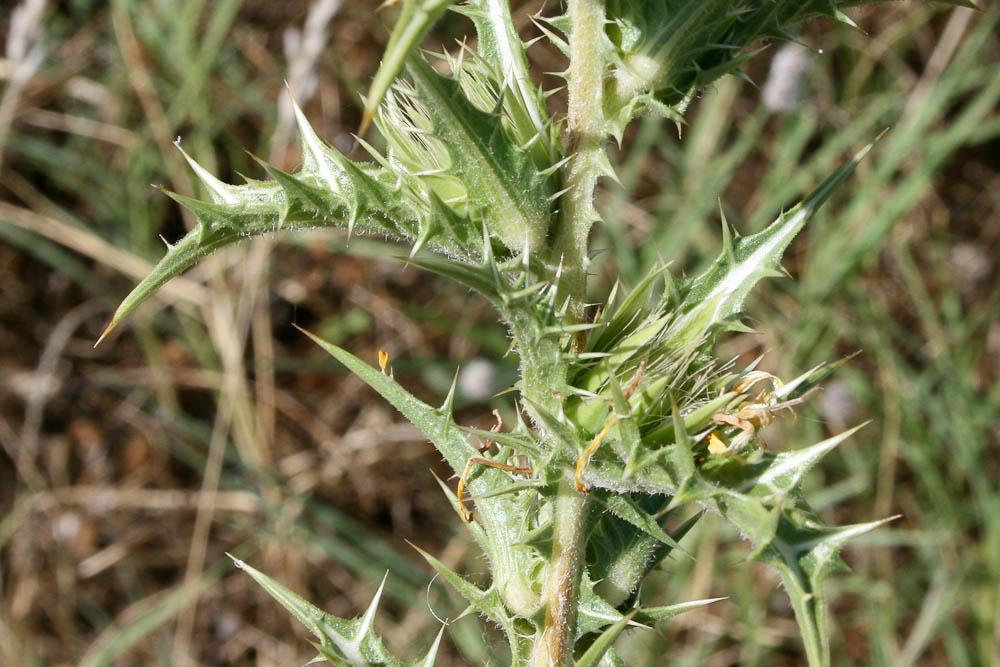 Scolyme d'Espagne, Chardon d'Espagne Scolymus hispanicus L., 1753