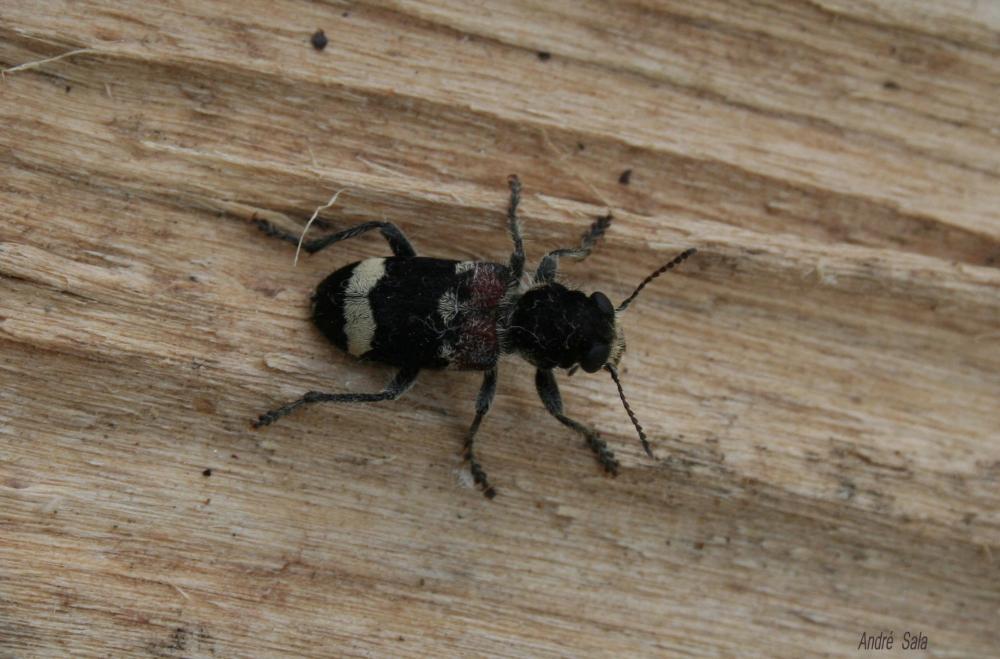 Clairon mutile Clerus mutillarius Fabricius, 1775