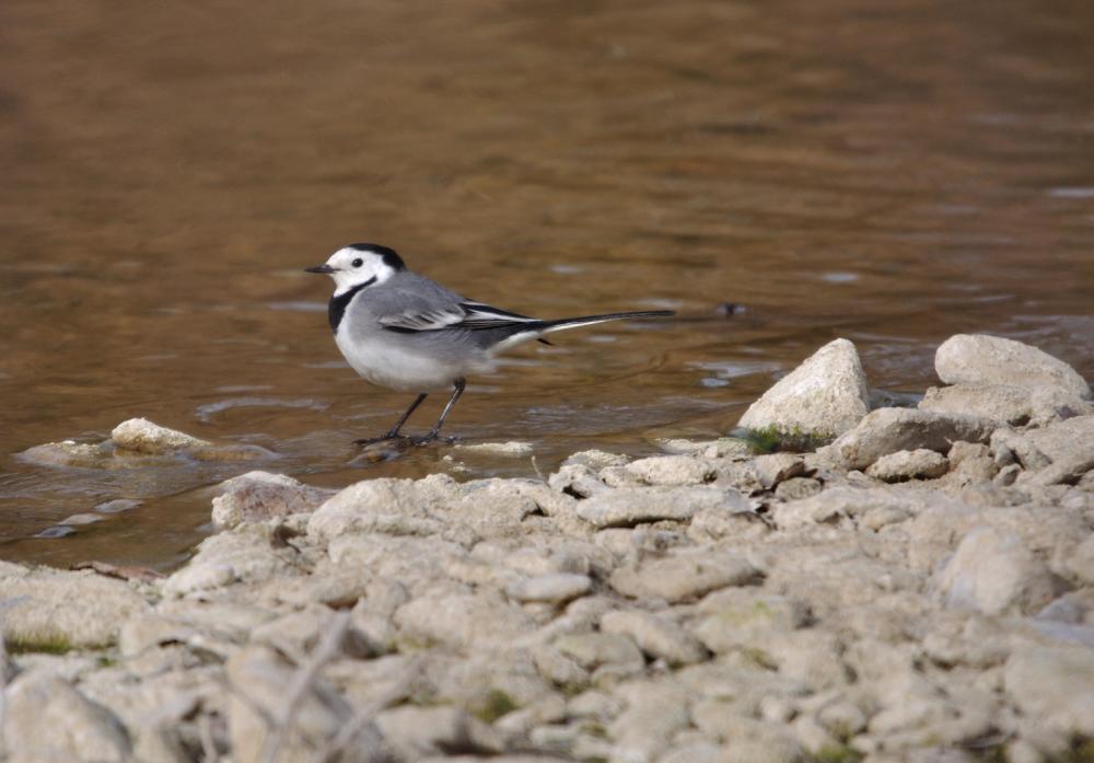 Bergeronnette grise Motacilla alba Linnaeus, 1758