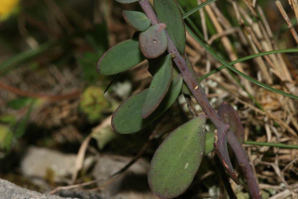 Aethionéme des rochers, Aéthionéma des rochers Aethionema saxatile (L.) R.Br., 1812