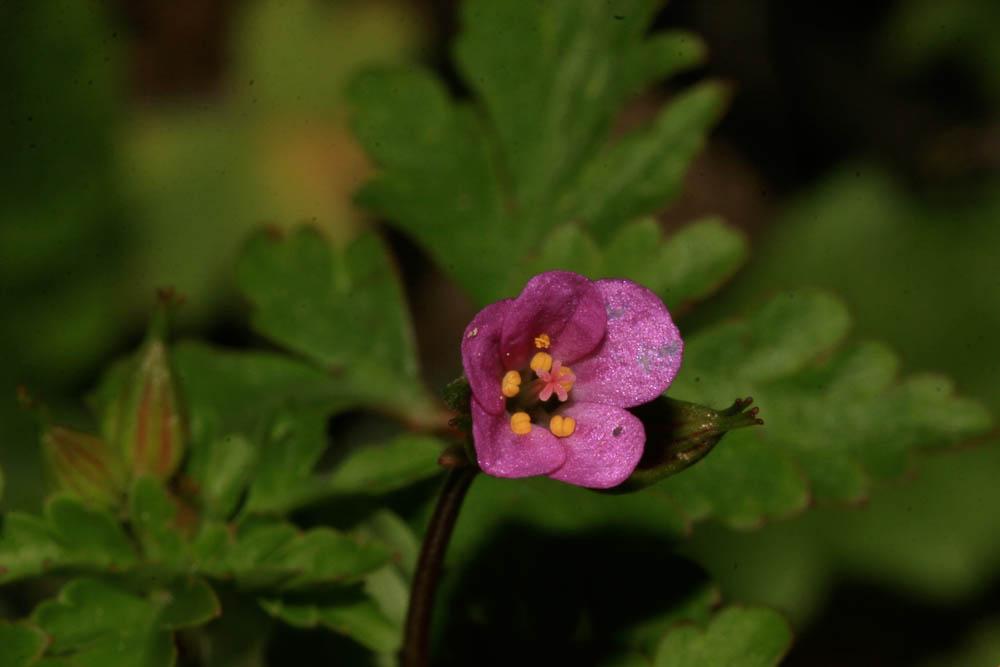 Géranium pourpre Geranium purpureum Vill., 1786