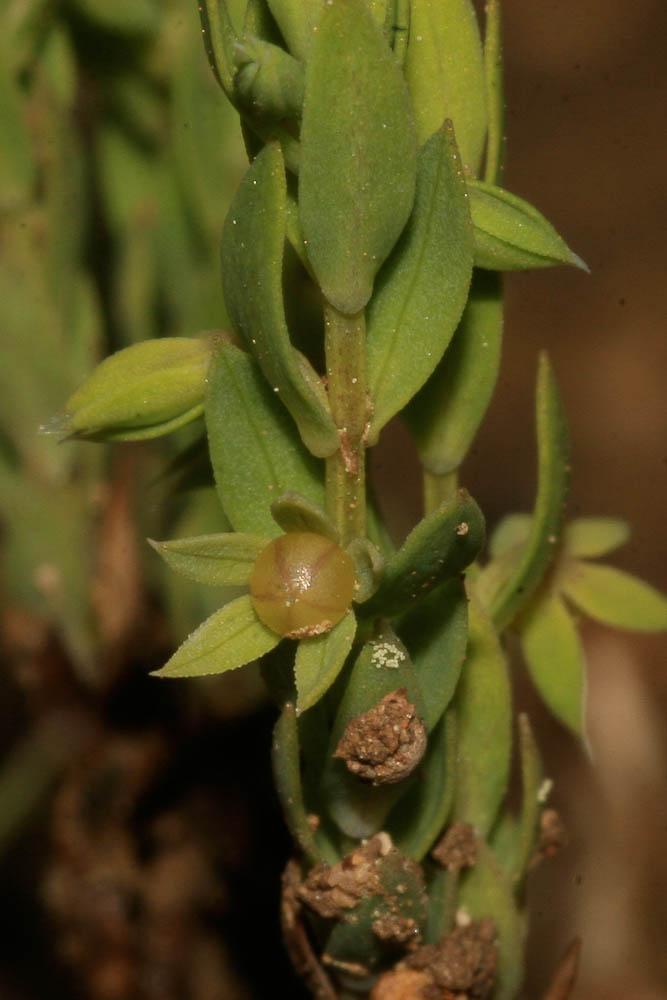 Astérolinon Lysimachia linum-stellatum L., 1753