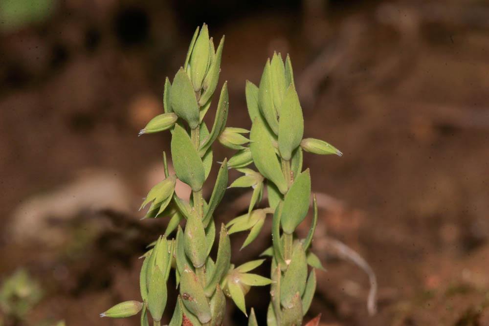 Astérolinon Lysimachia linum-stellatum L., 1753
