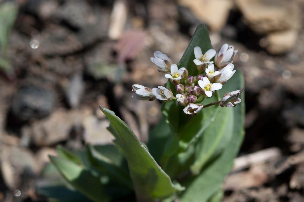 Tabouret perfolié Microthlaspi perfoliatum (L.) F.K.Mey., 1973