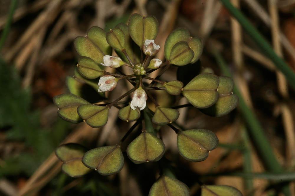 Tabouret perfolié Microthlaspi perfoliatum (L.) F.K.Mey., 1973
