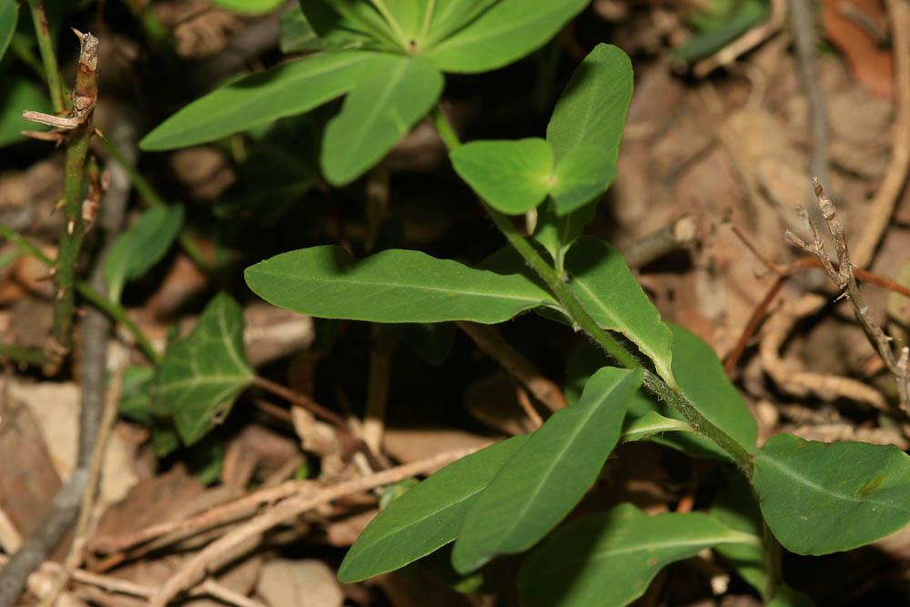 Euphorbe douce Euphorbia dulcis L., 1753