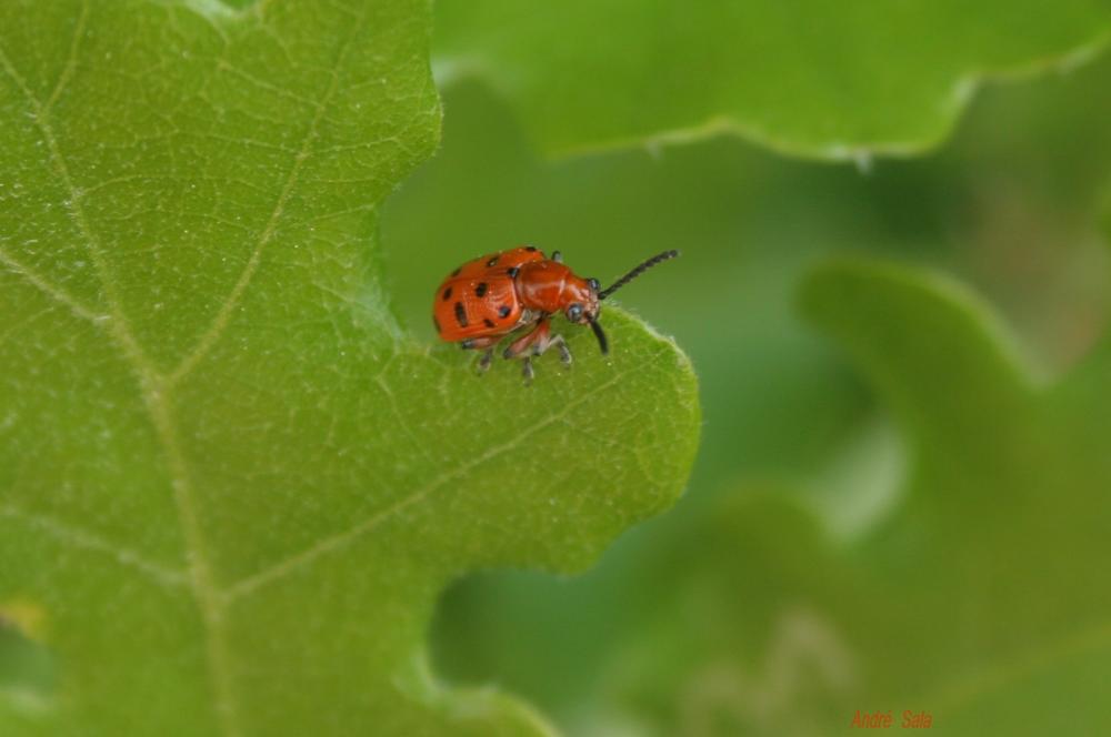 Criocère rouge à points noirs Crioceris duodecimpunctata (Linnaeus, 1758)