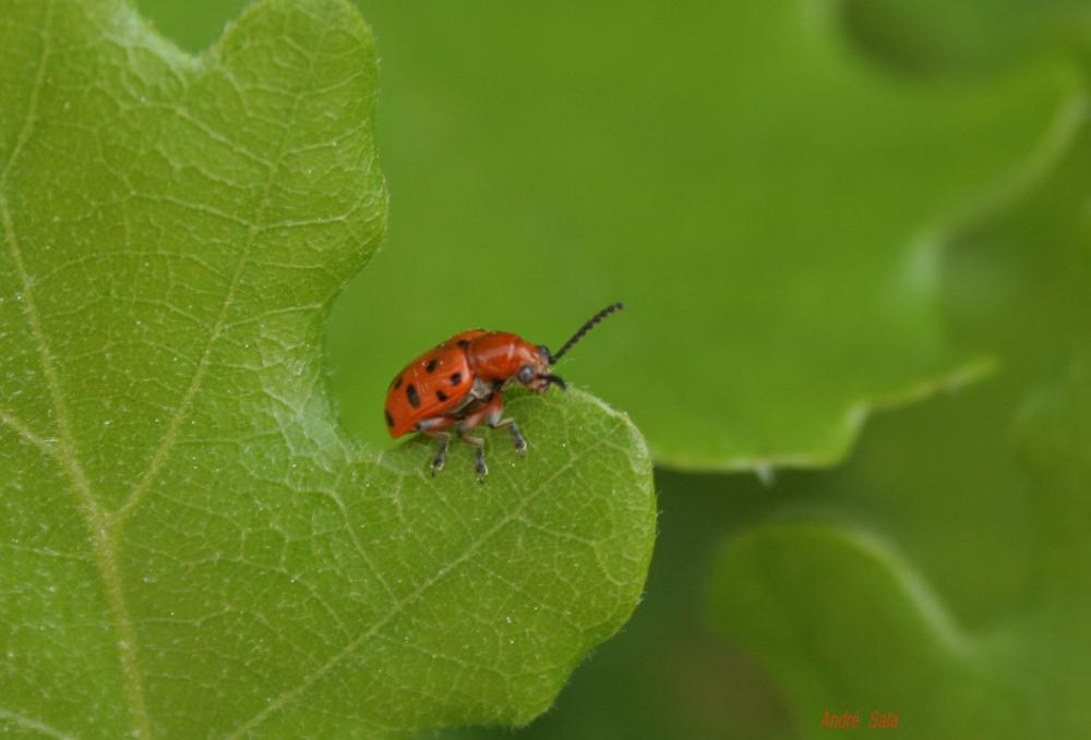 Criocère rouge à points noirs Crioceris duodecimpunctata (Linnaeus, 1758)