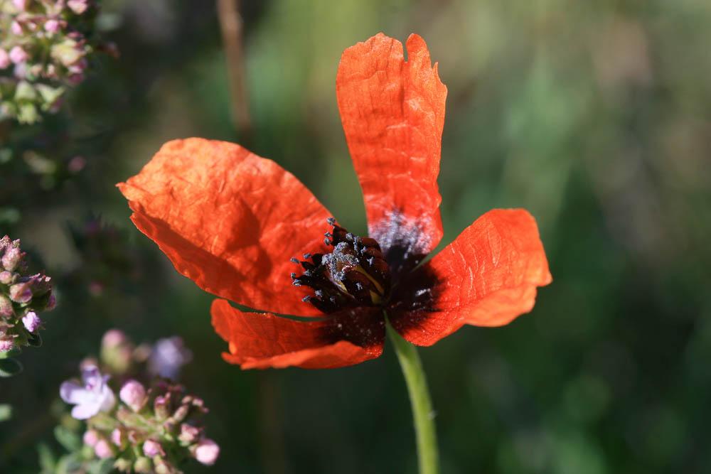 Pavot argémone, Coquelicot Argémone Papaver argemone L., 1753