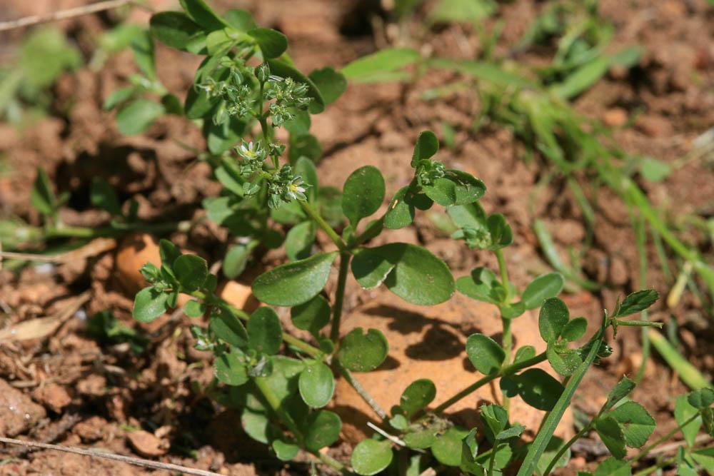 Polycarpon à quatre feuilles, Polycarpe à quatre f Polycarpon tetraphyllum (L.) L., 1759