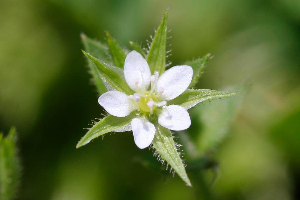 Sabline à feuilles de serpolet, Sabline des murs Arenaria serpyllifolia L., 1753