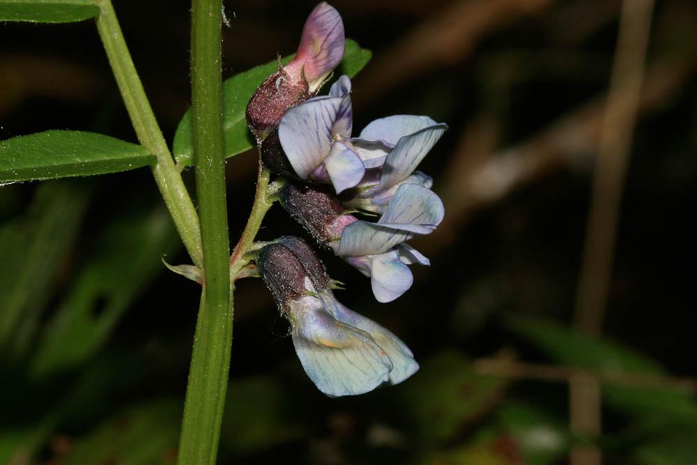 Vesce des haies Vicia sepium L., 1753
