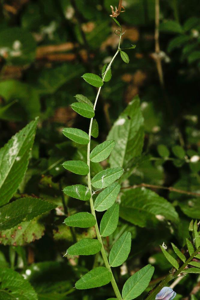 Vesce des haies Vicia sepium L., 1753