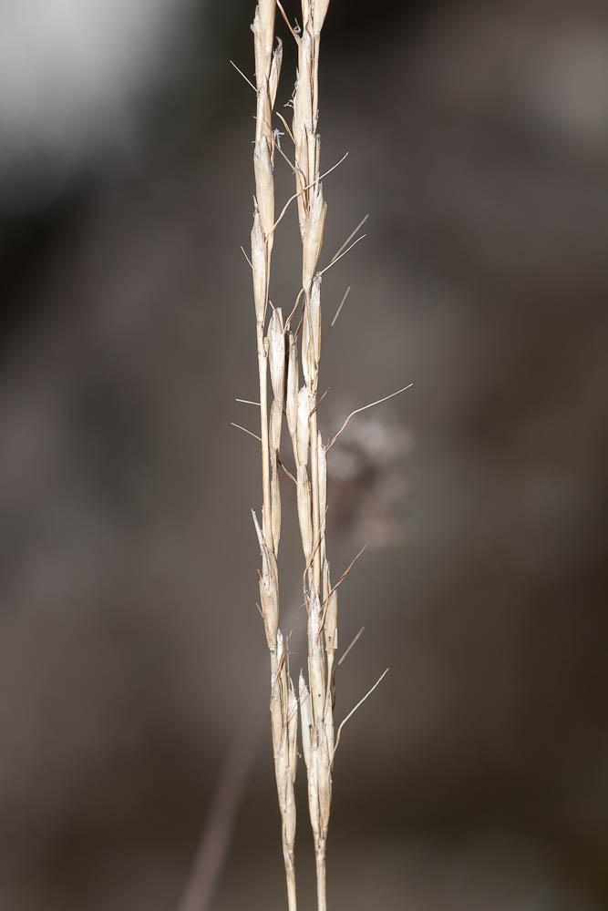 Avoine Brome Helictochloa bromoides (Gouan) Romero Zarco, 2011