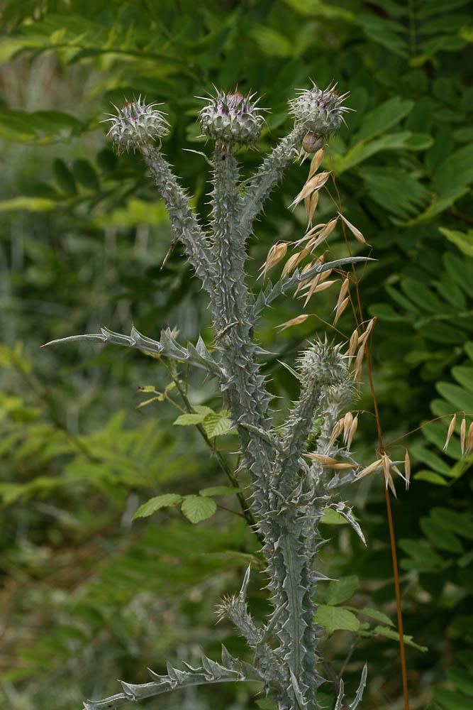 Onopordon d'Illyrie Onopordum illyricum L., 1753