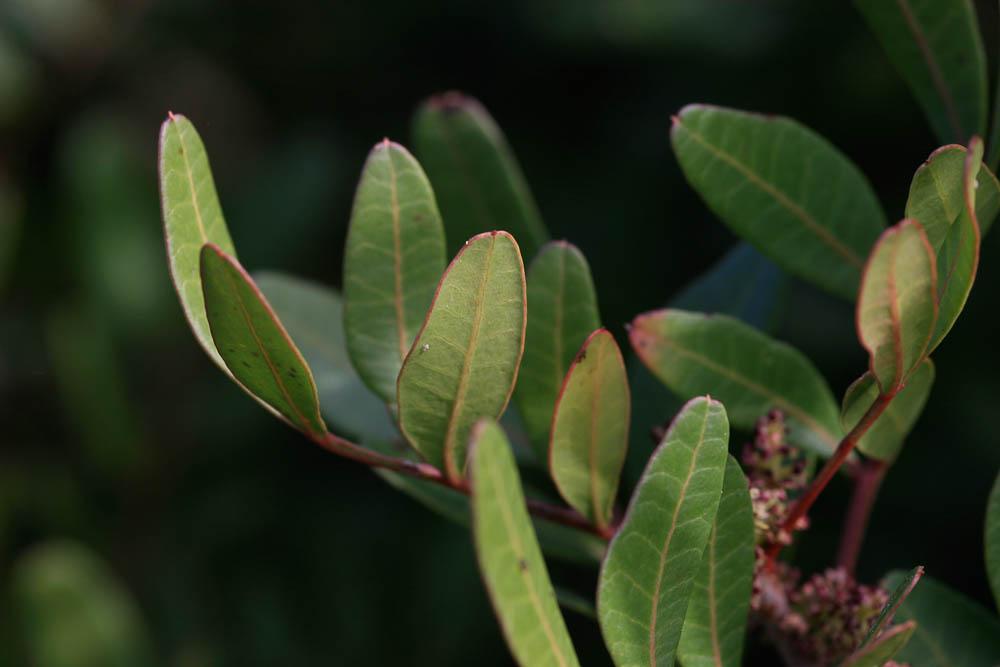 Lentisque, Arbre au mastic Pistacia lentiscus L., 1753