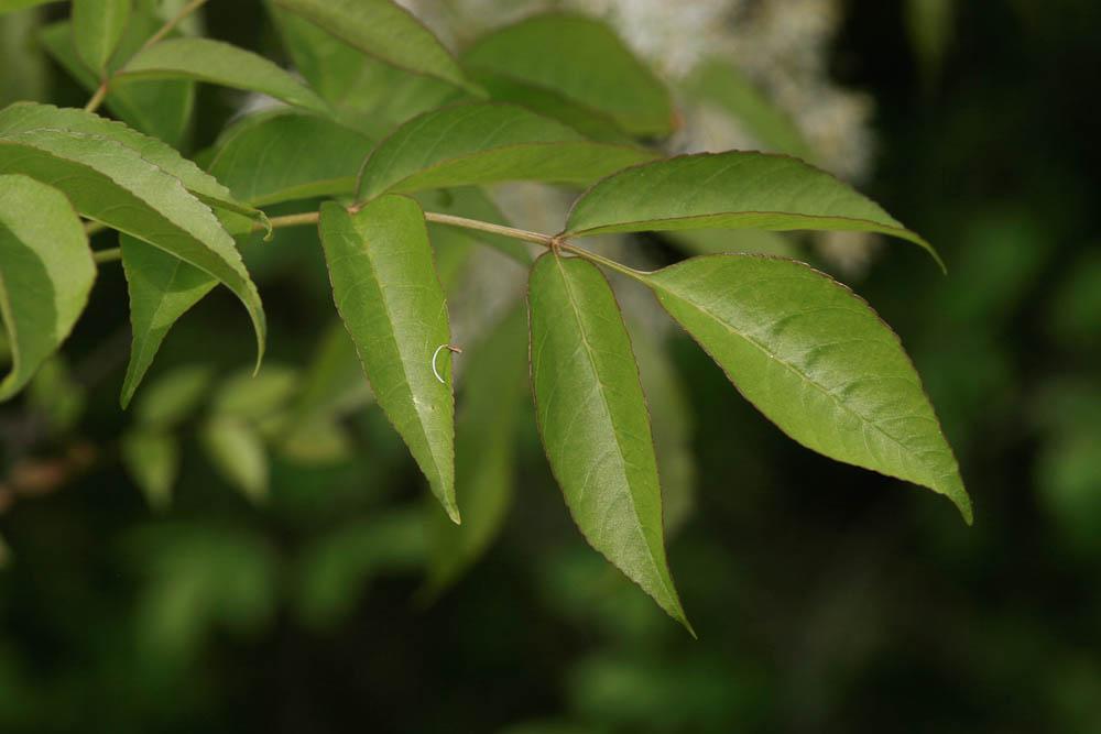 Orne, Frêne à fleurs, Orne d'Europe Fraxinus ornus L., 1753