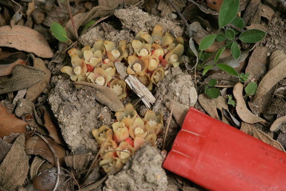 Cytinet Cytinus hypocistis (L.) L., 1767
