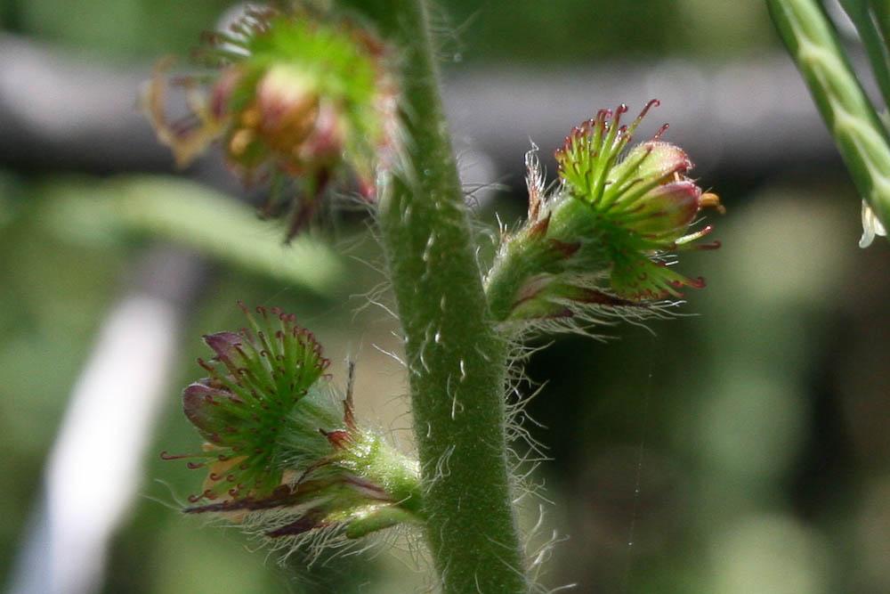 Aigremoine, Francormier Agrimonia eupatoria L., 1753