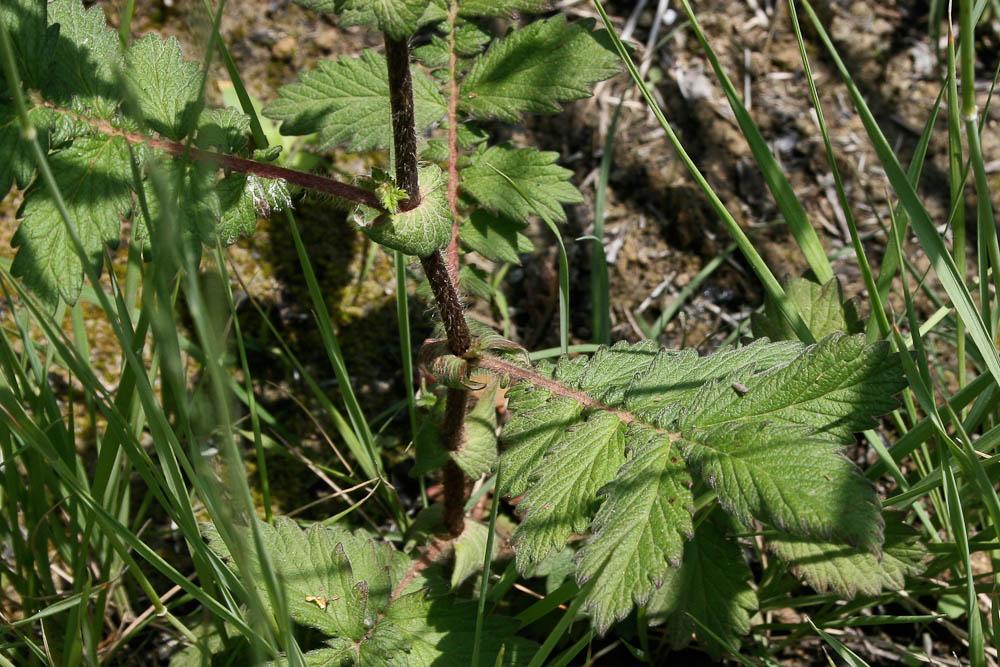 Aigremoine, Francormier Agrimonia eupatoria L., 1753