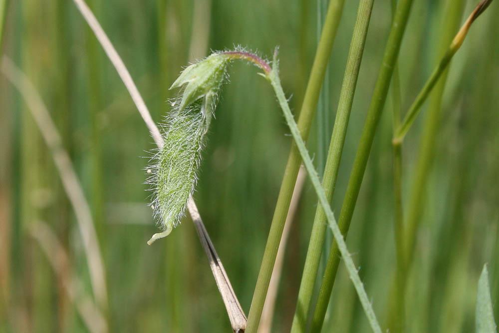Gesse hérissée, Gesse hirsute Lathyrus hirsutus L., 1753