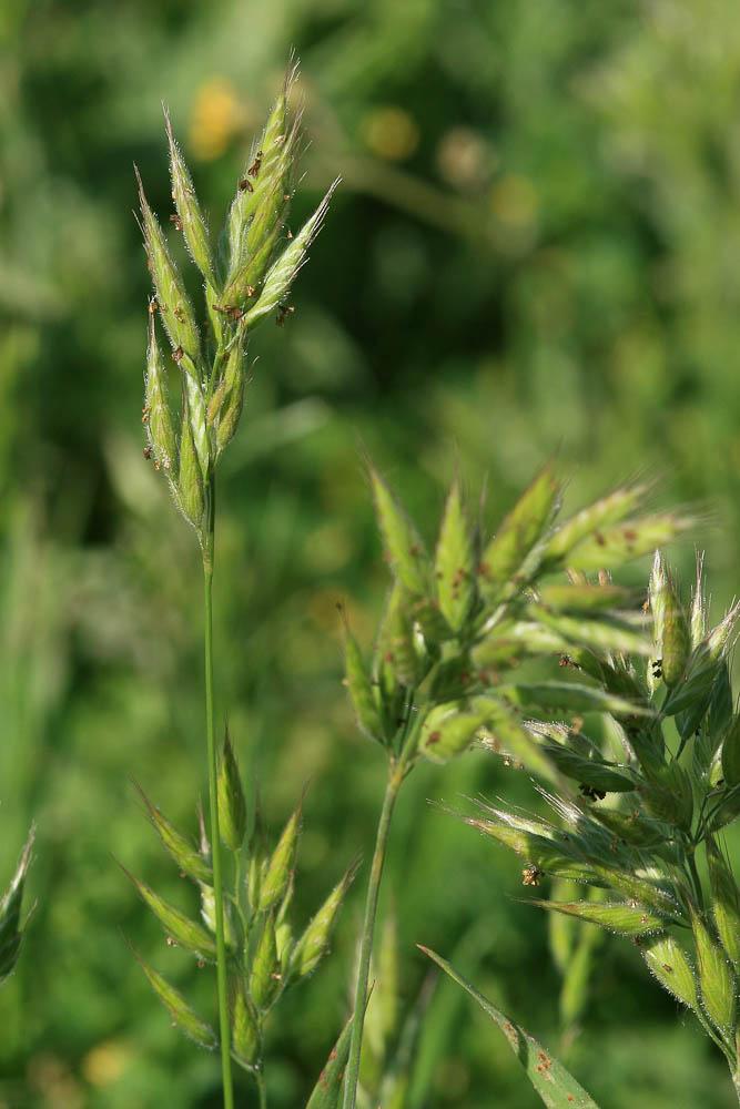 Brome mou Bromus hordeaceus L., 1753