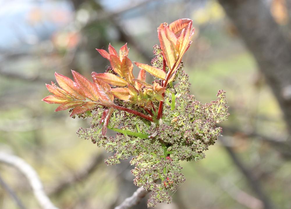 Pistachier térébinthe, Pudis Pistacia terebinthus L., 1753