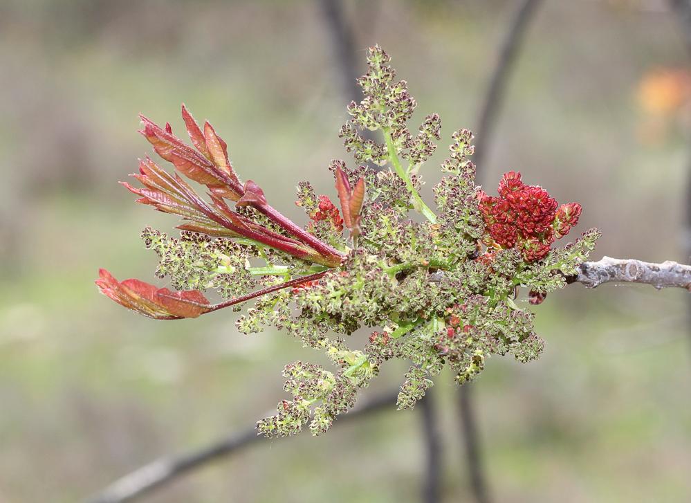 Pistachier térébinthe, Pudis Pistacia terebinthus L., 1753