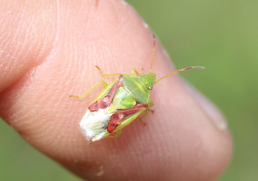 Cyphostethus tristriatus (Fabricius, 1787)