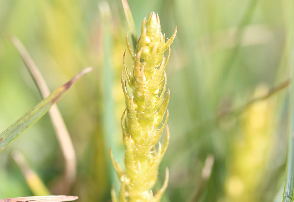 Selaginelle fausse sélaginelle, Sélaginelle épineu Selaginella selaginoides (L.) P.Beauv. ex Schrank & Mart., 1829