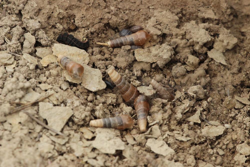 Bulime tronqué Rumina decollata (Linnaeus, 1758)