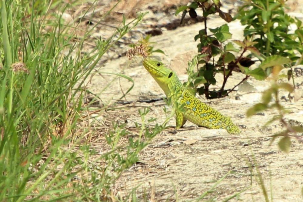 Lézard ocellé Timon lepidus (Daudin, 1802)