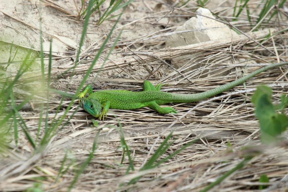 Lézard vert Lacerta bilineata Daudin, 1802