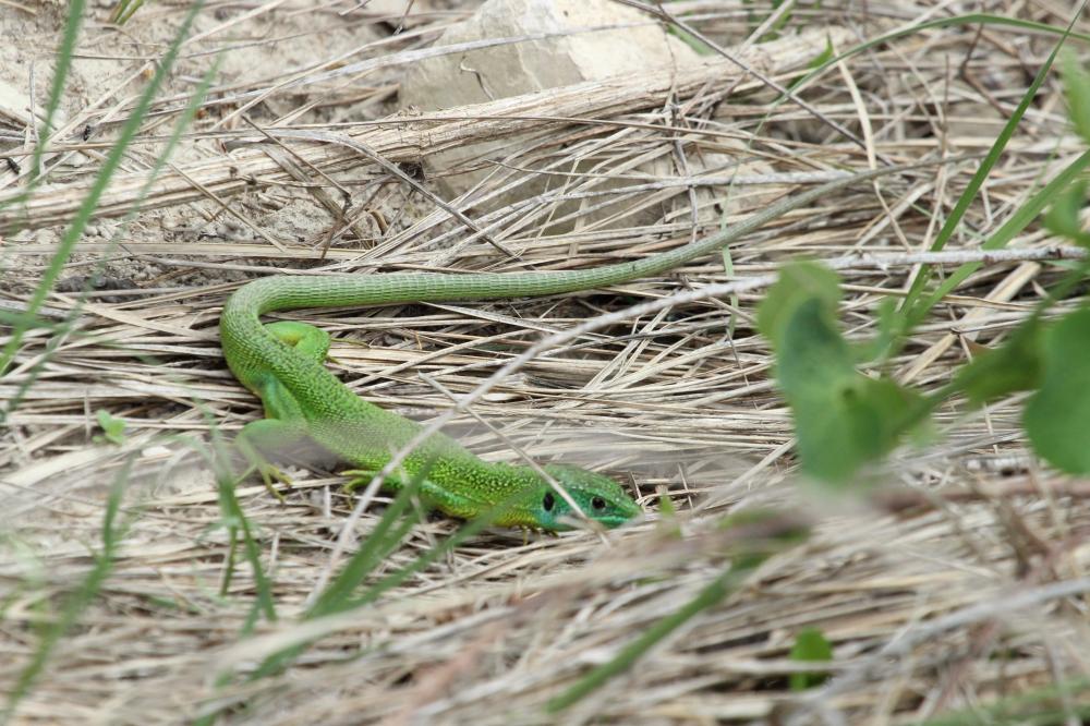 Lézard vert Lacerta bilineata Daudin, 1802