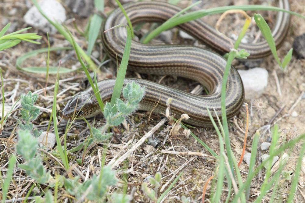 Seps strié Chalcides striatus (Cuvier, 1829)