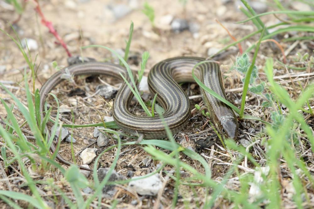 Seps strié Chalcides striatus (Cuvier, 1829)